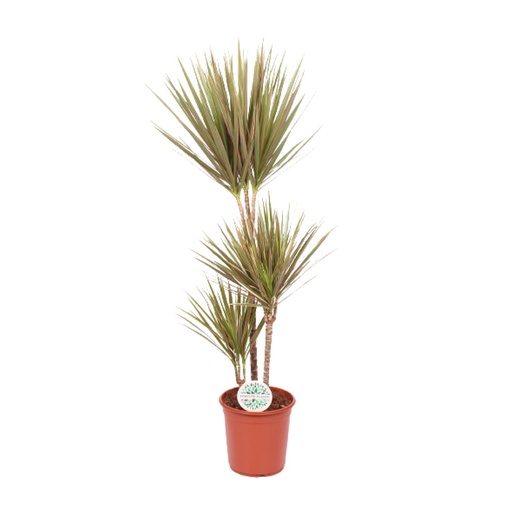 "Dracaena Bicolor - Ø24cm - ↕115cm image"