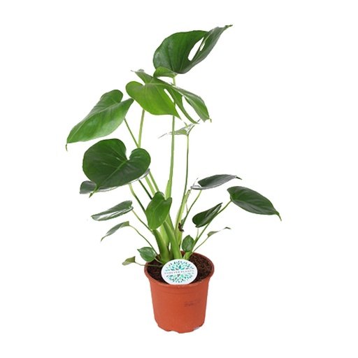 "Fensterblatt (Monstera deliciosa) – pflegeleichte Zimmerpflanze, Topf-Ø 14 cm, Höhe ca. 45 cm image"