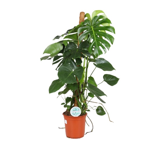 "Fensterblatt (Monstera deliciosa) – pflegeleichte Zimmerpflanze, Topf-Ø 24 cm, Höhe ca. 105 cm image"