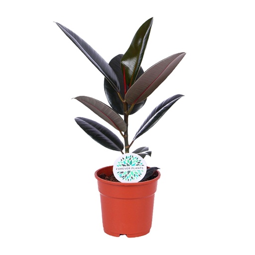 "Gummibaum (Ficus elastica) – pflegeleichte Zimmerpflanze, Topf-Ø 17 cm, Höhe ca. 55 cm image"