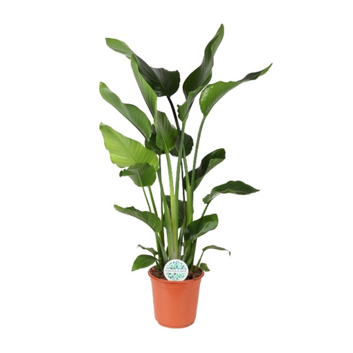 "Baumstrelitzie 'Nicolai' (Strelitzia nicolai) – pflegeleichte Zimmerpflanze, Topf-Ø 24 cm, Höhe ca. 110 cm image"