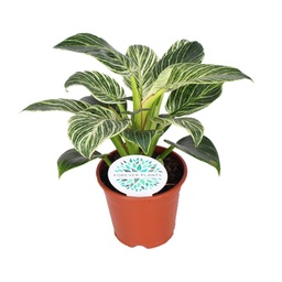 Baumfreund 'Birkin' (Philodendron) – pflegeleichte Zimmerpflanze, Topf-Ø 14 cm, 