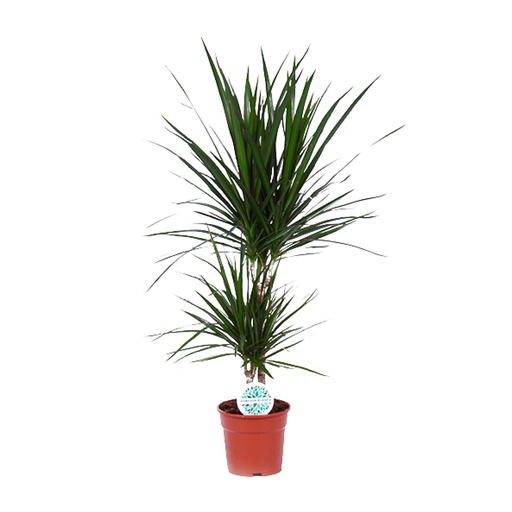 "Drachenbaum (Dracaena marginata) – pflegeleichte Zimmerpflanze, Topf-Ø 17 cm, Höhe ca. 75 cm image"