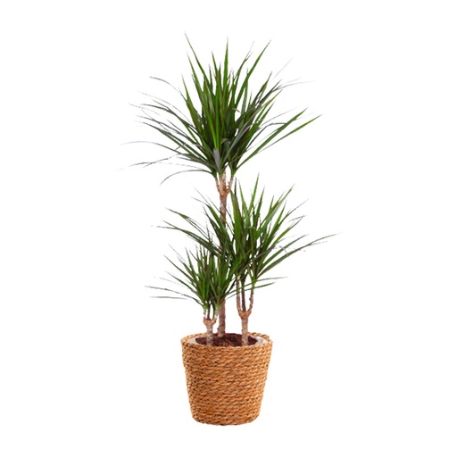 "Dracaena Marginata - Topf-Ø 21 cm - Höhe ca. 95 cm + Seegraskorb image"