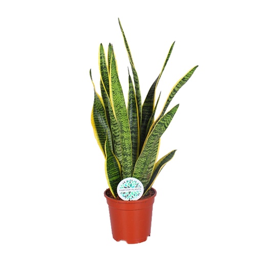 "Bogenhanf (Sansevieria trifasciata) – pflegeleichte Zimmerpflanze, Topf-Ø 17 cm, Höhe ca. 60 cm image"