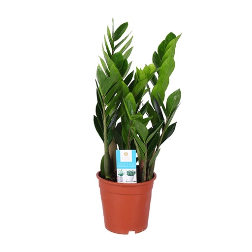"Glücksfeder (Zamioculcas zamiifolia) – pflegeleichte Zimmerpflanze, Topf-Ø 17 cm, Höhe ca. 60 cm image"