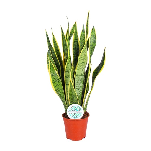 "Bogenhanf (Sansevieria trifasciata) – pflegeleichte Zimmerpflanze, Topf-Ø 14 cm, Höhe ca. 50 cm image"