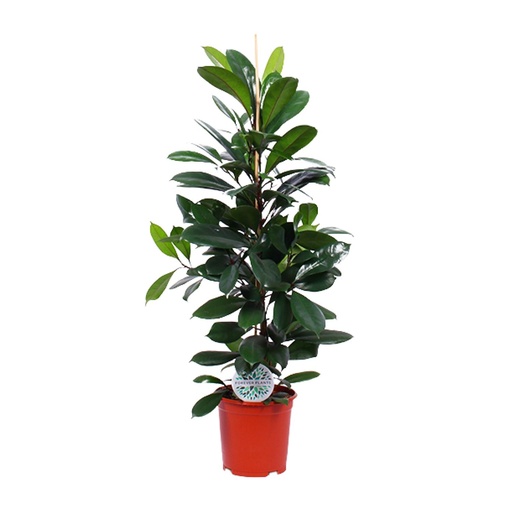 "Afrikanischer Feigenbaum (Ficus cyathistipula) – pflegeleichte Zimmerpflanze, Topf-Ø 21 cm, Höhe ca. 105 cm image"