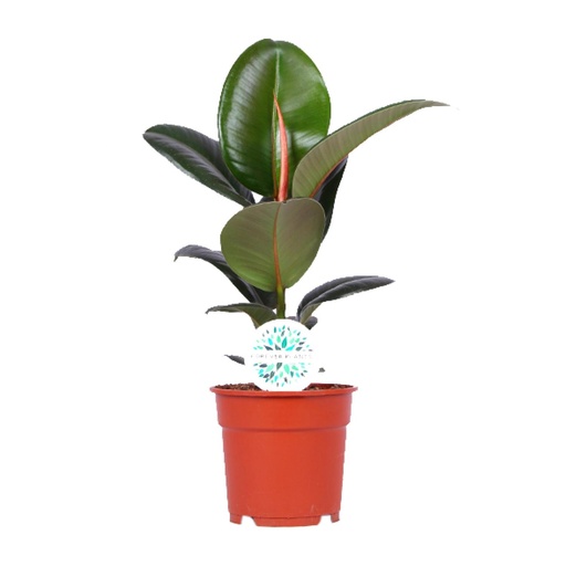 "Ficus Elastica Robusta - Ø17cm - ↕55cm image"