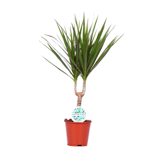 "Drachenbaum (Dracaena marginata) – pflegeleichte Zimmerpflanze, Topf-Ø 14 cm, Höhe ca. 55 cm image"