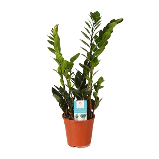 "Glücksfeder (Zamioculcas zamiifolia) – pflegeleichte Zimmerpflanze, Topf-Ø 14 cm, Höhe ca. 45 cm image"