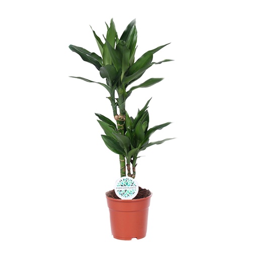 "Dracaena Janet Lind - Ø17cm - ↕70cm image"