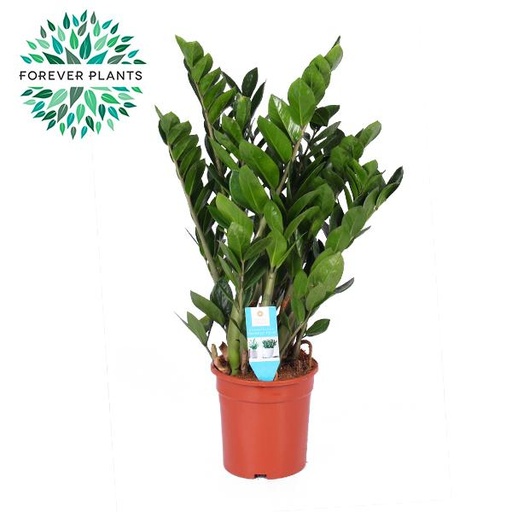 "Glücksfeder (Zamioculcas zamiifolia) – pflegeleichte Zimmerpflanze, Topf-Ø 21 cm, Höhe ca. 95 cm image"
