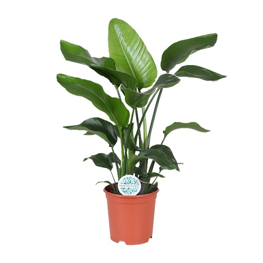 "Baumstrelitzie 'Nicolai' (Strelitzia nicolai) – pflegeleichte Zimmerpflanze, Topf-Ø 21 cm, Höhe ca. 80 cm image"