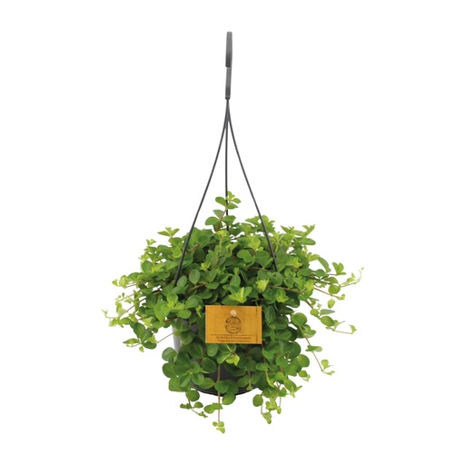 "Rundblättrige Peperomia (Peperomia rotundifolia) – pflegeleichte Zimmerpflanze, Topf-Ø 15 cm, Höhe ca. 25 cm image"