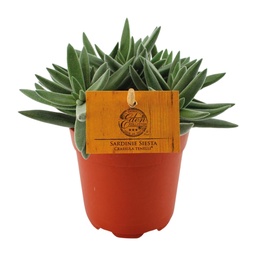 Dickblatt 'Tenelli' (Crassula) – pflegeleichte Zimmerpflanze, Topf-Ø 11 cm, Höhe