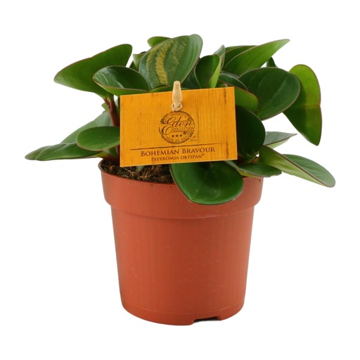 "Fleischige Peperomie (Peperomia obtusifolia) – pflegeleichte Zimmerpflanze, Topf-Ø 11 cm, Höhe ca. 15 cm image"