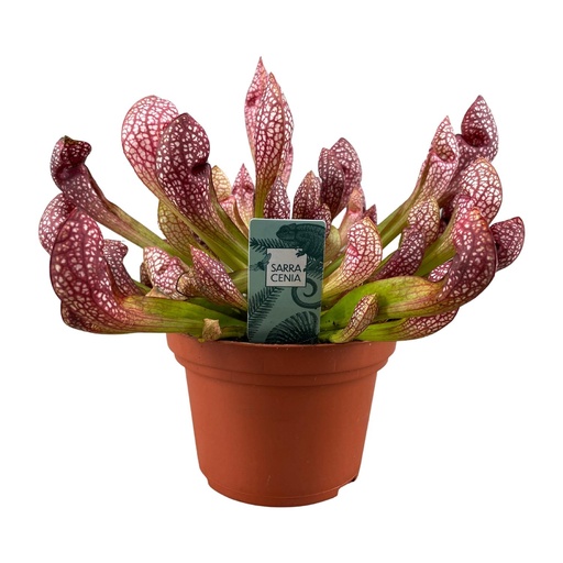 "Sarracenia Scharlachrote Schönheit - Ø12cm - ↕40cm image"