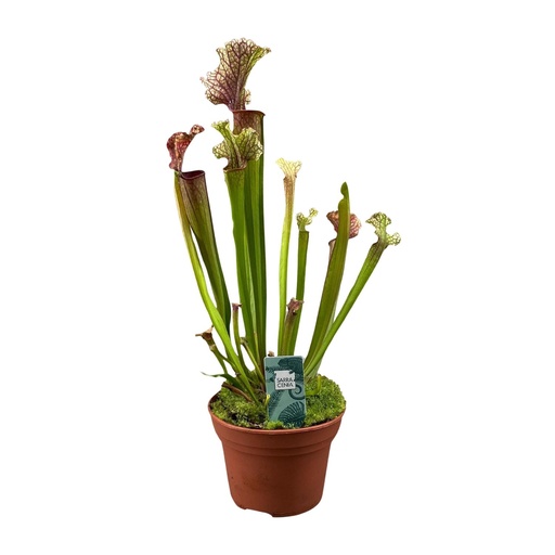 "Schlauchpflanze (Sarracenia ×) – pflegeleichte Zimmerpflanze, Topf-Ø 12 cm, Höhe ca. 30 cm image"