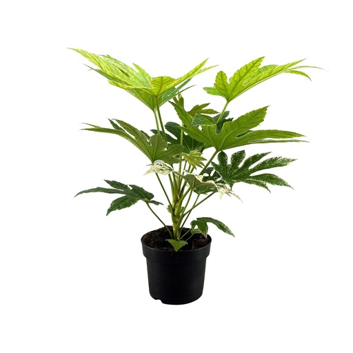 "Fatsia Japonica Spinnennetz - Ø17cm - ↕50cm image"