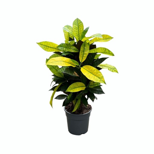 "Croton Mrs. Iceton - Ø17cm - ↕65cm image"