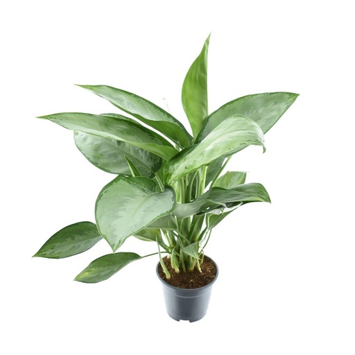 "Kolbenfaden (Aglaonema silverado) – pflegeleichte Zimmerpflanze, Topf-Ø 14 cm, Höhe ca. 40 cm image"