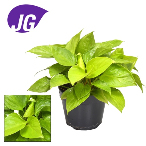 "Homalomena Zitrone Limette - Ø15cm - ↕30cm image"