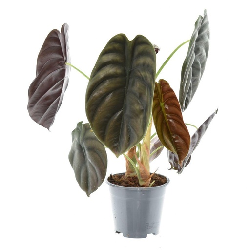 "Alocasia Rot Geheimnis - Ø14cm - ↕35cm image"