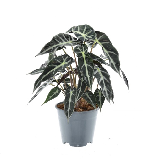 "Alocasia Bambino Arrow - Ø14cm - ↕40cm image"