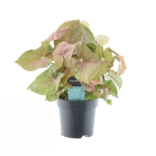 "Syngonium Red Heart Feel Green - Ø14cm - ↕30cm image"