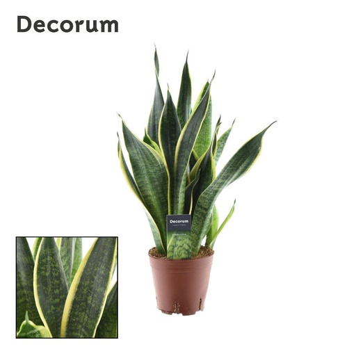"Sansevieria Futura Superba - Ø14cm - ↕45cm image"