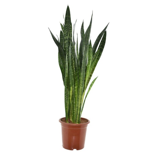 "Ceylon-Bogenhanf (Dracaena) – pflegeleichte Zimmerpflanze, Topf-Ø 27 cm, Höhe ca. 120 cm image"