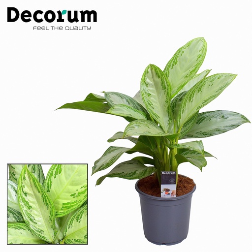 "Aglaonema Silberbucht - Ø21cm - ↕80cm image"