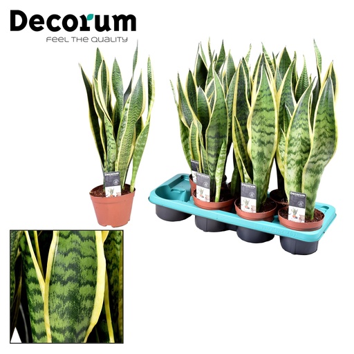 "Sansevieria Laurentii - Ø14cm - ↕55cm image"