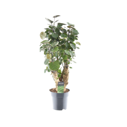 "Fiederaralie (Polyscias fruticosa) – pflegeleichte Zimmerpflanze, Topf-Ø 17 cm, Höhe ca. 60 cm image"
