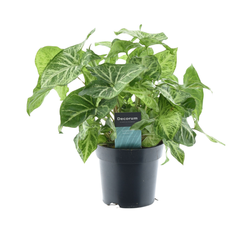 "Syngonium Arrow Feel Green - Ø14cm - ↕25cm image"