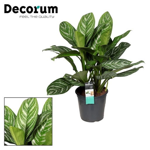"Aglaonema Streifen - Ø21cm - ↕80cm image"