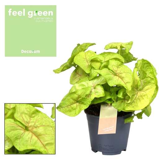 "Syngonium Gold Feel Green - Ø14cm - ↕30cm image"