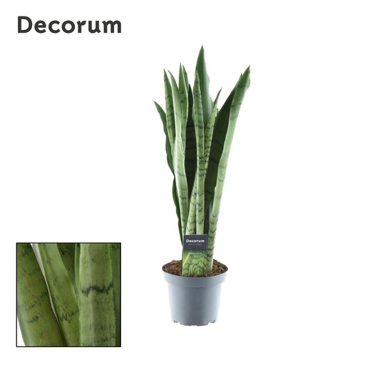 "Bogenhanf (Sansevieria trifasciata) – pflegeleichte Zimmerpflanze, Topf-Ø 14 cm, Höhe ca. 55 cm image"