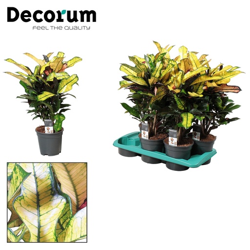 "Croton Wilma - Ø17cm - ↕60cm image"