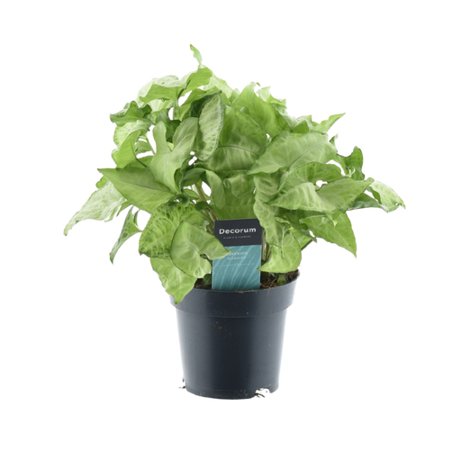 "Syngonium White Butterfly Feel Green - Ø14cm - ↕35cm image"