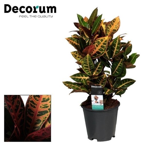 "Croton Petra - Ø17cm - ↕55cm image"