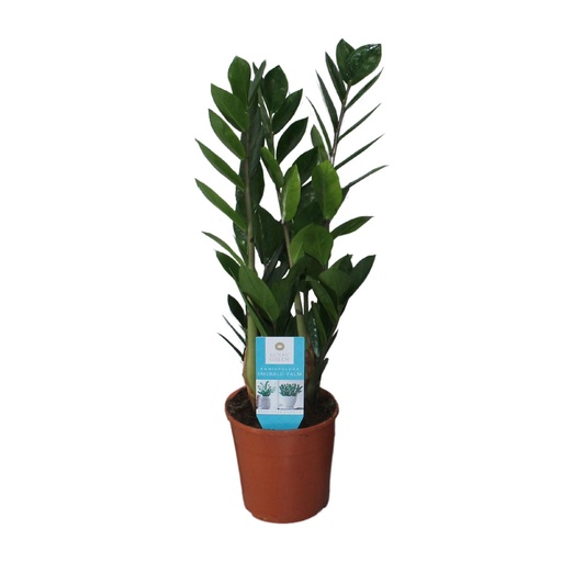 "Zamioculcas Zamiifolia - Ø14cm - ↕55cm image"