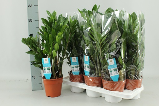 "Glücksfeder (Zamioculcas zamiifolia) – pflegeleichte Zimmerpflanze, Topf-Ø 14 cm, Höhe ca. 55 cm image"