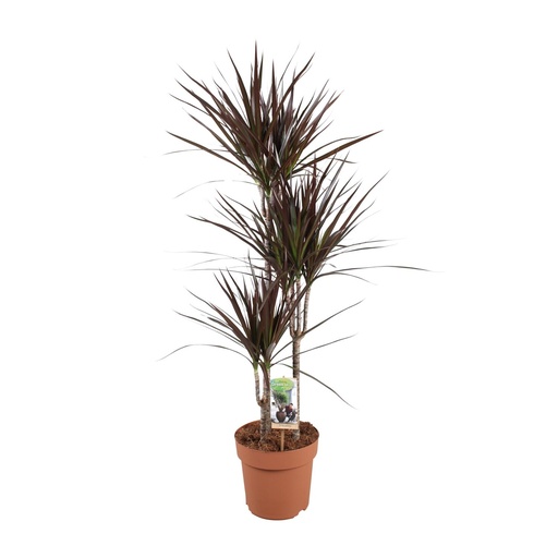 "Dracaena Magenta - Ø21cm - ↕120cm image"