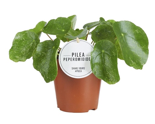 "Pilea Sugar - Ø13cm - ↕20cm image"