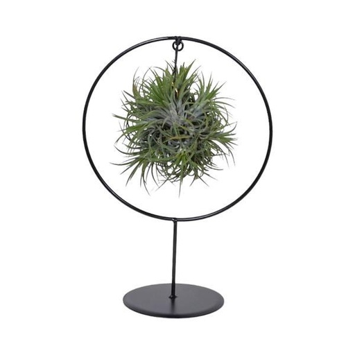 "Tillandsia Ring Mischung (Mittel) - Ø17cm - ↕30cm image"