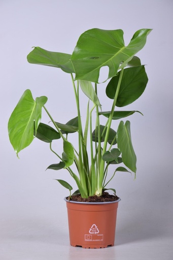 "Fensterblatt (Monstera deliciosa) – pflegeleichte Zimmerpflanze, Topf-Ø 17 cm, Höhe ca. 60 cm image"