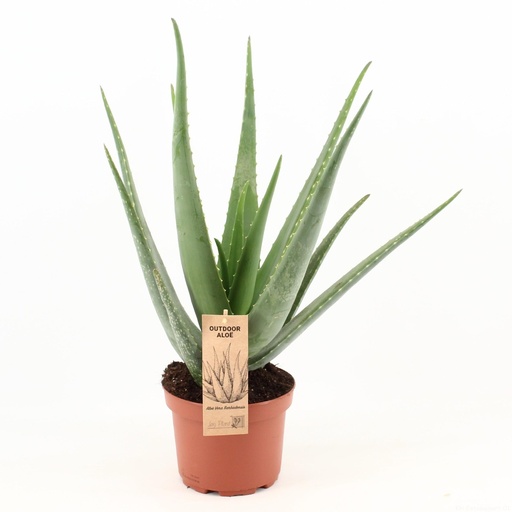 "Aloe Vera - Ø19cm - ↕70cm image"