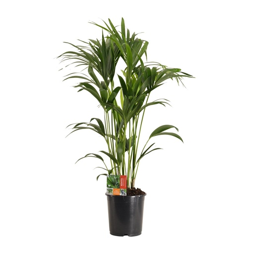 "Howea Forsteriana - Ø24cm - ↕120cm image"